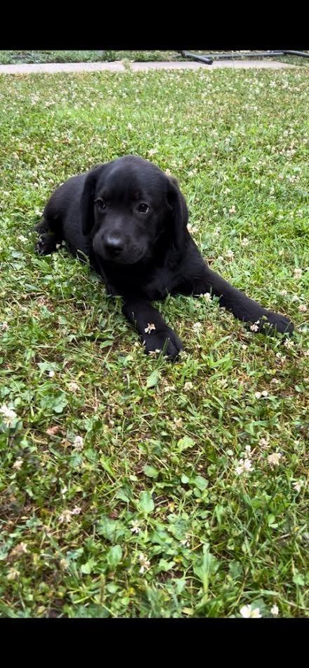 Labrador-retriver