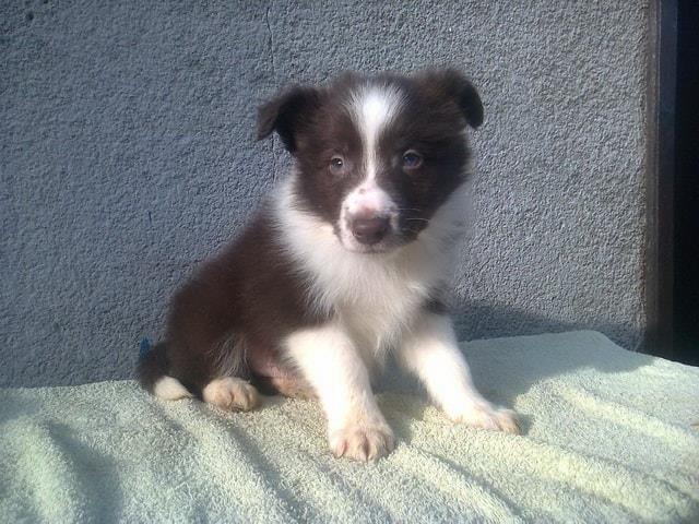 Border-Collie--štenad
