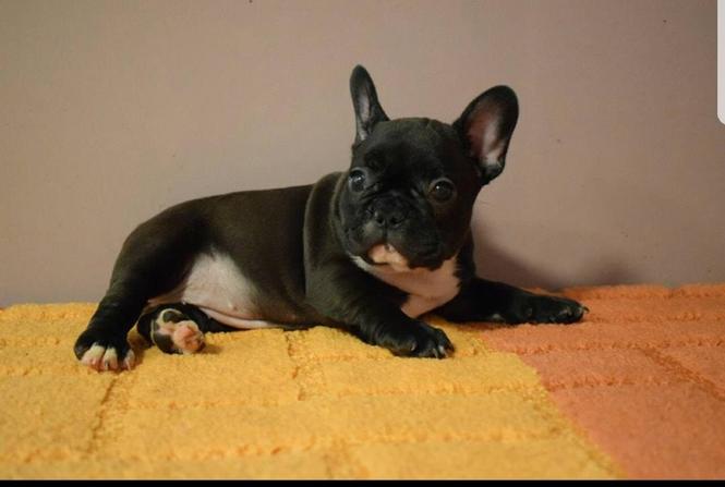 Francuski buldog stenci