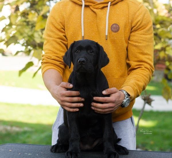 Labrador-Retriver-štenci