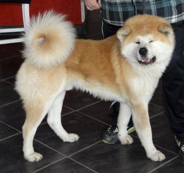 Akita-Inu
