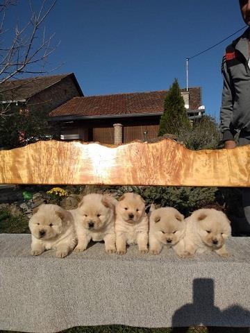 Chow-chow-cau-cau-stenad