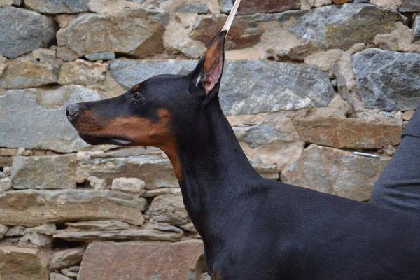 DOBERMAN-štenci-