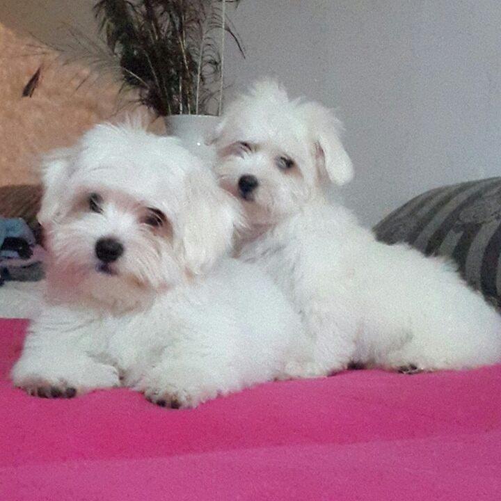 Coton-de-Tulear