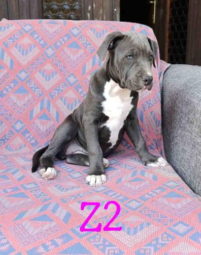 Pitbul Blue Nose stenci