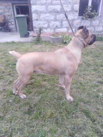 Cane-Corso-zenka