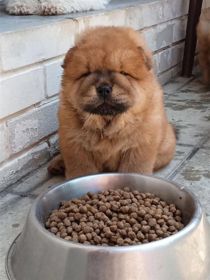 Chow-chow