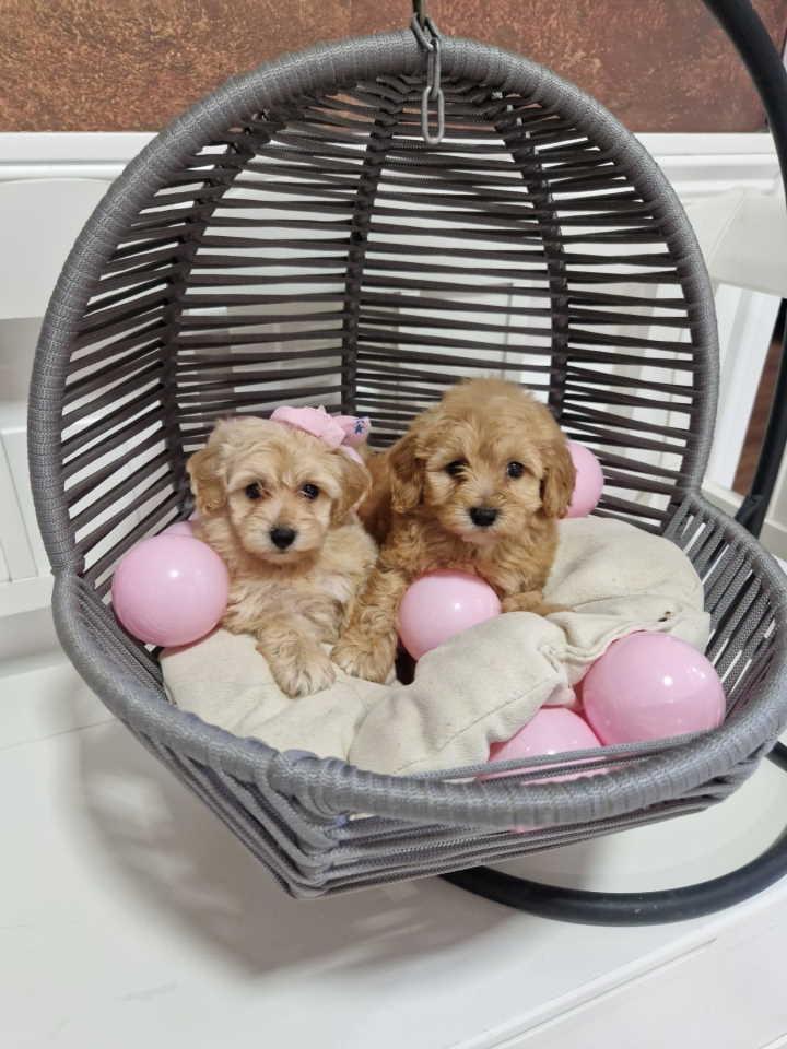 Preslatke-bebice-MALTIPOO