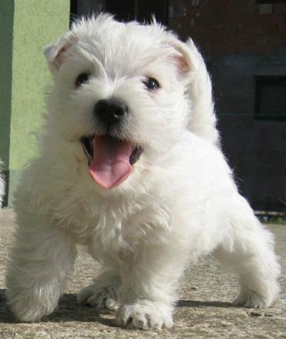 WESTIE-štene-