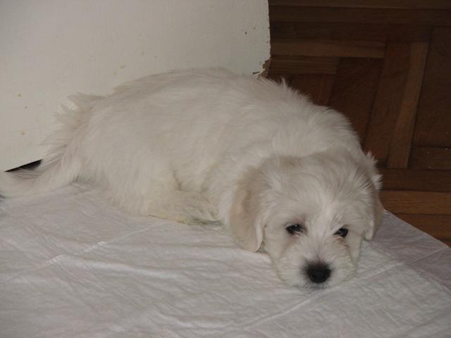 COTON-de-TULEAR