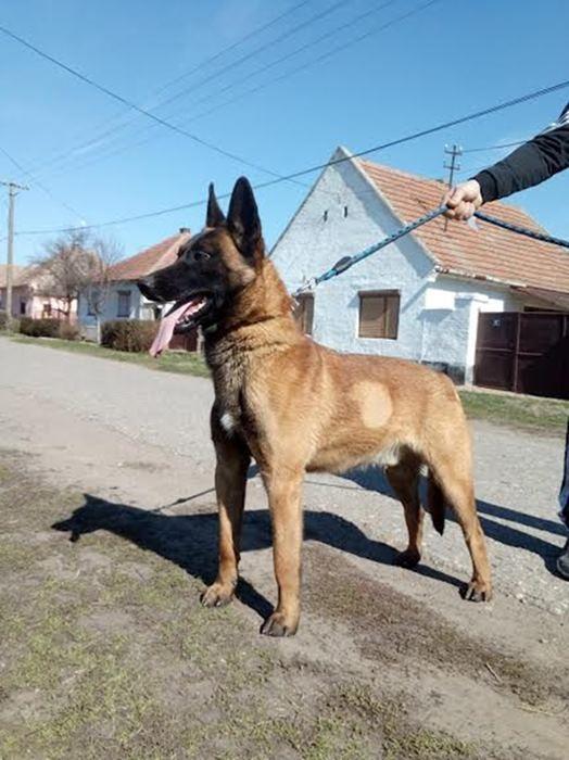 Belgijski-ovčar-malinoa