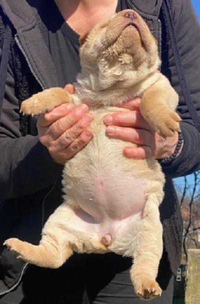 Shar-Pei-stenci