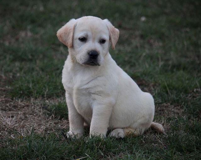 Labrador-retriver--štenci