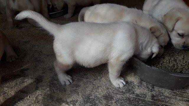 Labrador-retriver--štenci