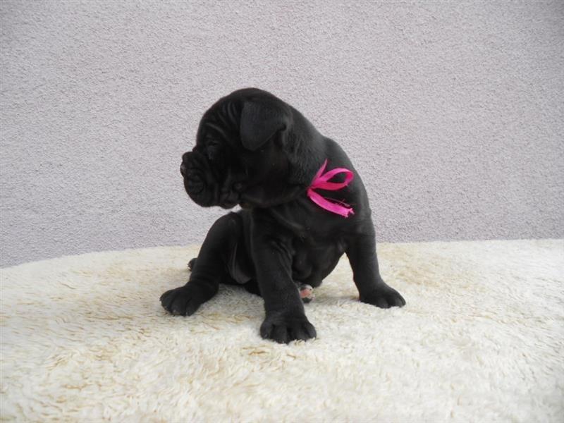Cane-corso-stenci