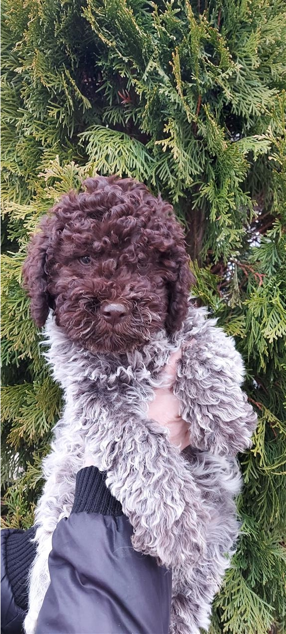 Lagotto-Romagnolo-stenci