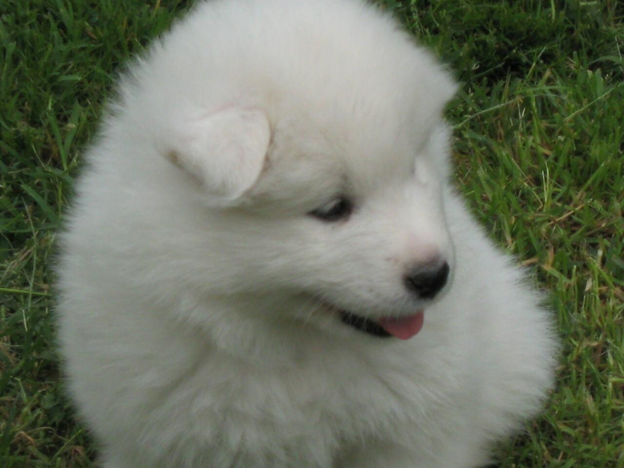 SAMOJED-kućići