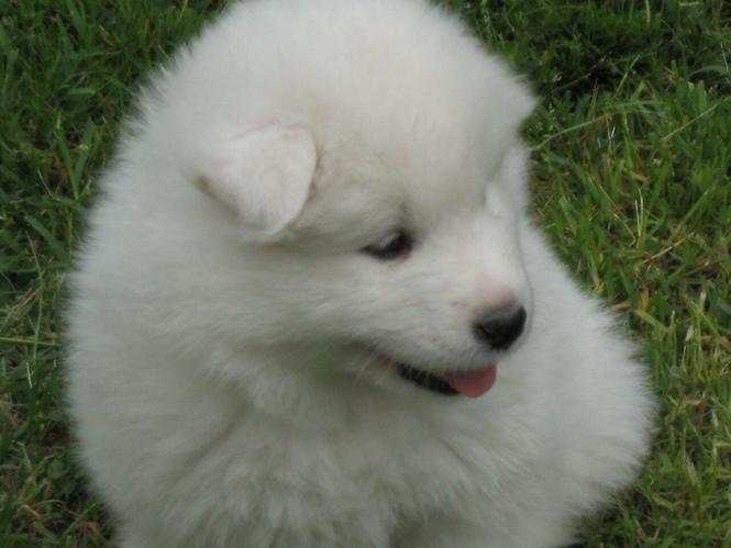 SAMOJED kućići