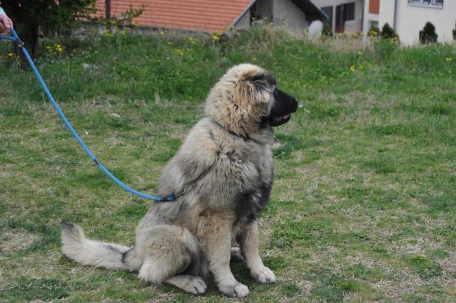 Kavkaski Ovčar štene