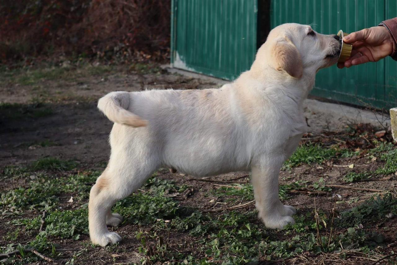 Labrador-Retriver-štene