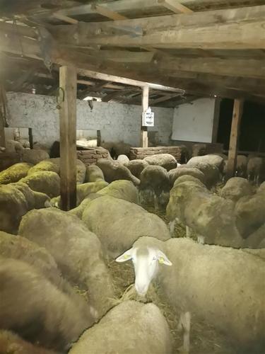 Prodaja idf ovaca umaticenih 