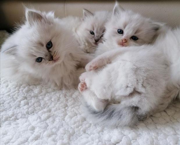 Ragdoll mačići