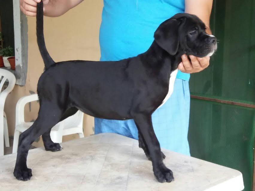 Cane-Corso---RASPRODAJA