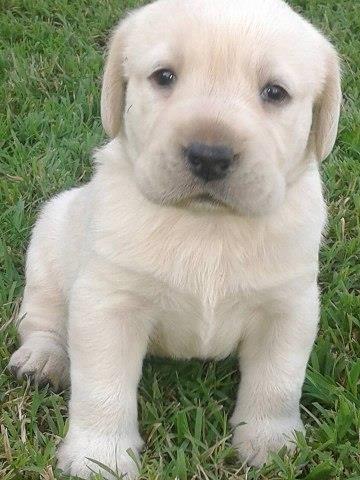Labrador Retriver - stenci