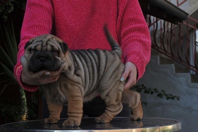 Shar-pei---šar-pej-štenci