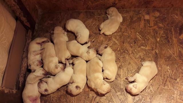 Labrador stenci
