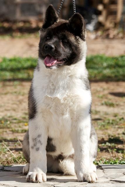 Američka-Akita--štenci-