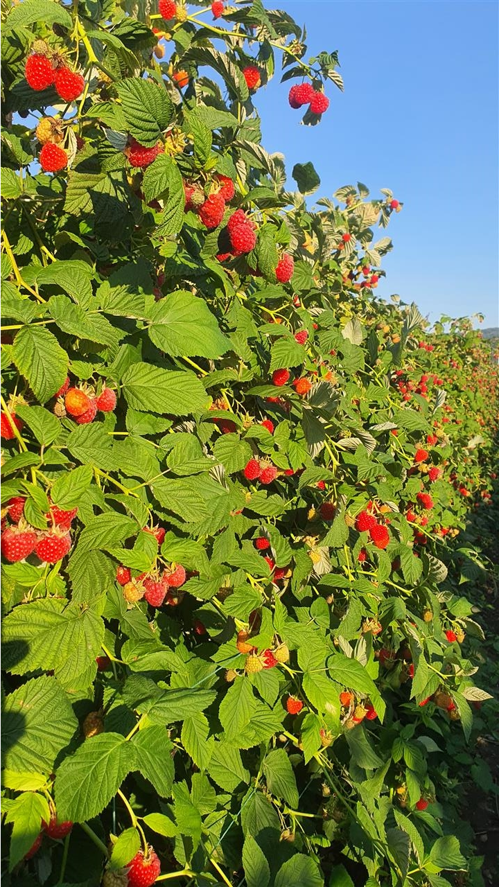 Branje-Malina