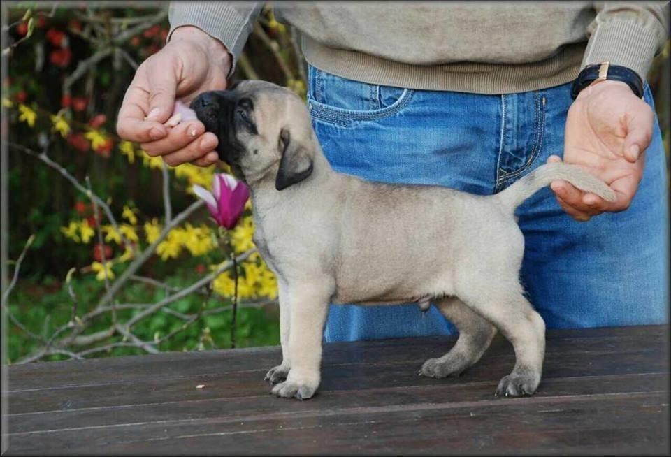 Bullmastiff-stenci-