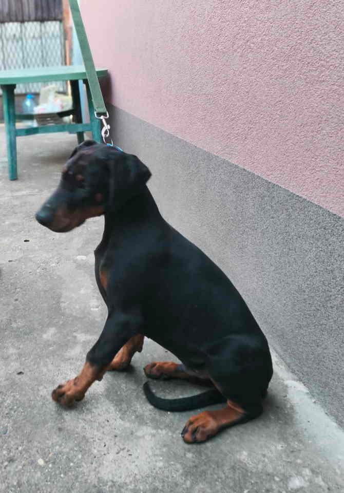 Doberman-muško-štene