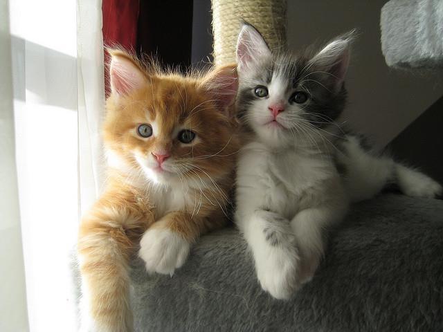 Main-coon-kittens