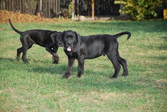  Cane Corso štenci