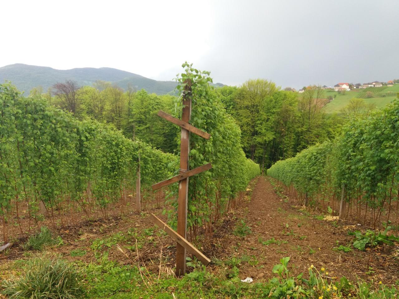 Berba-Maline-