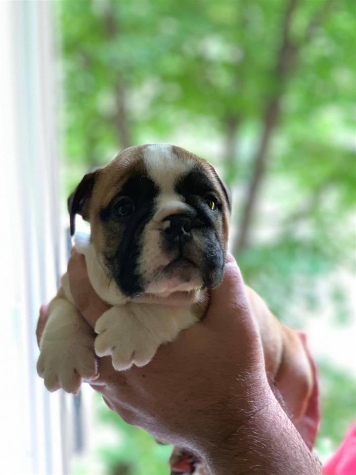 Engleski-Buldog