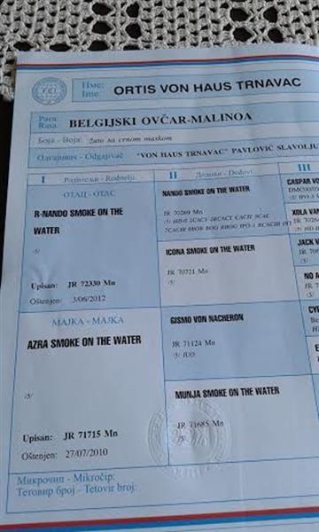 Belgijski-ovcar--malinoa-