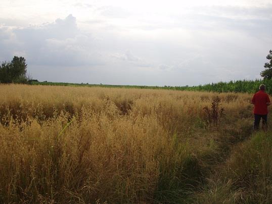 Njiva-4500m2-u-Beogradu-Borca