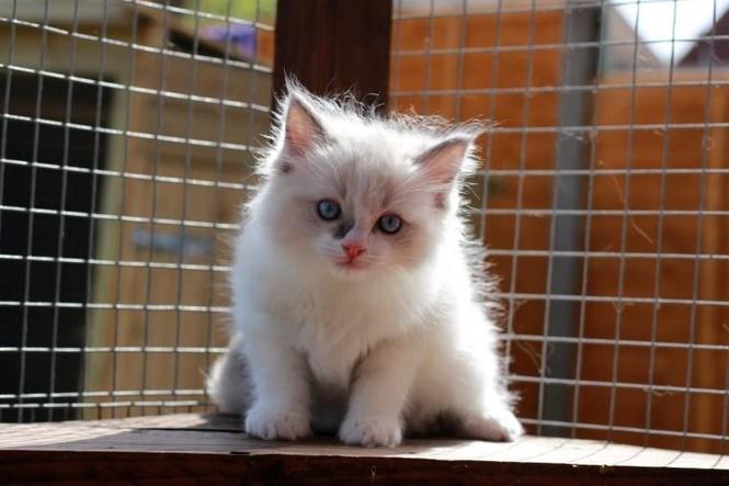 Ragdoll