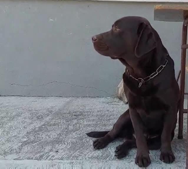 Labrador-retriver