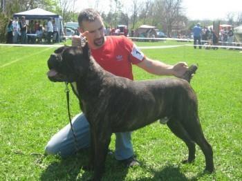 Cane-corso-stenci