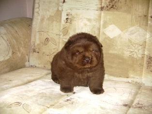 CHOW-CHOW