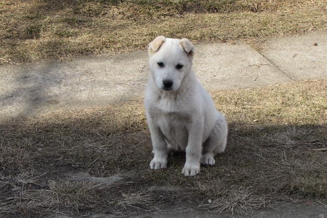 Labrador-retriver-stenad