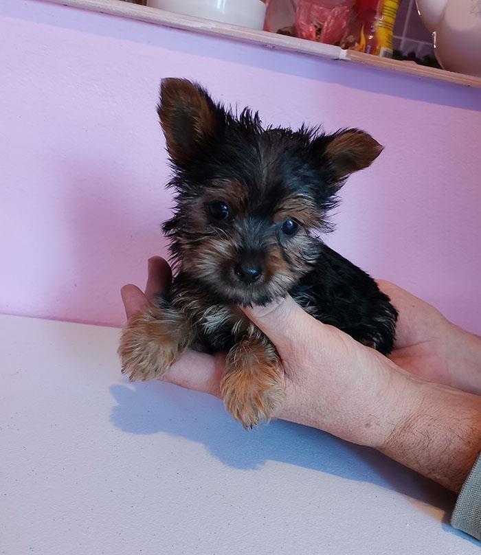 Jorki-mini-zenkice