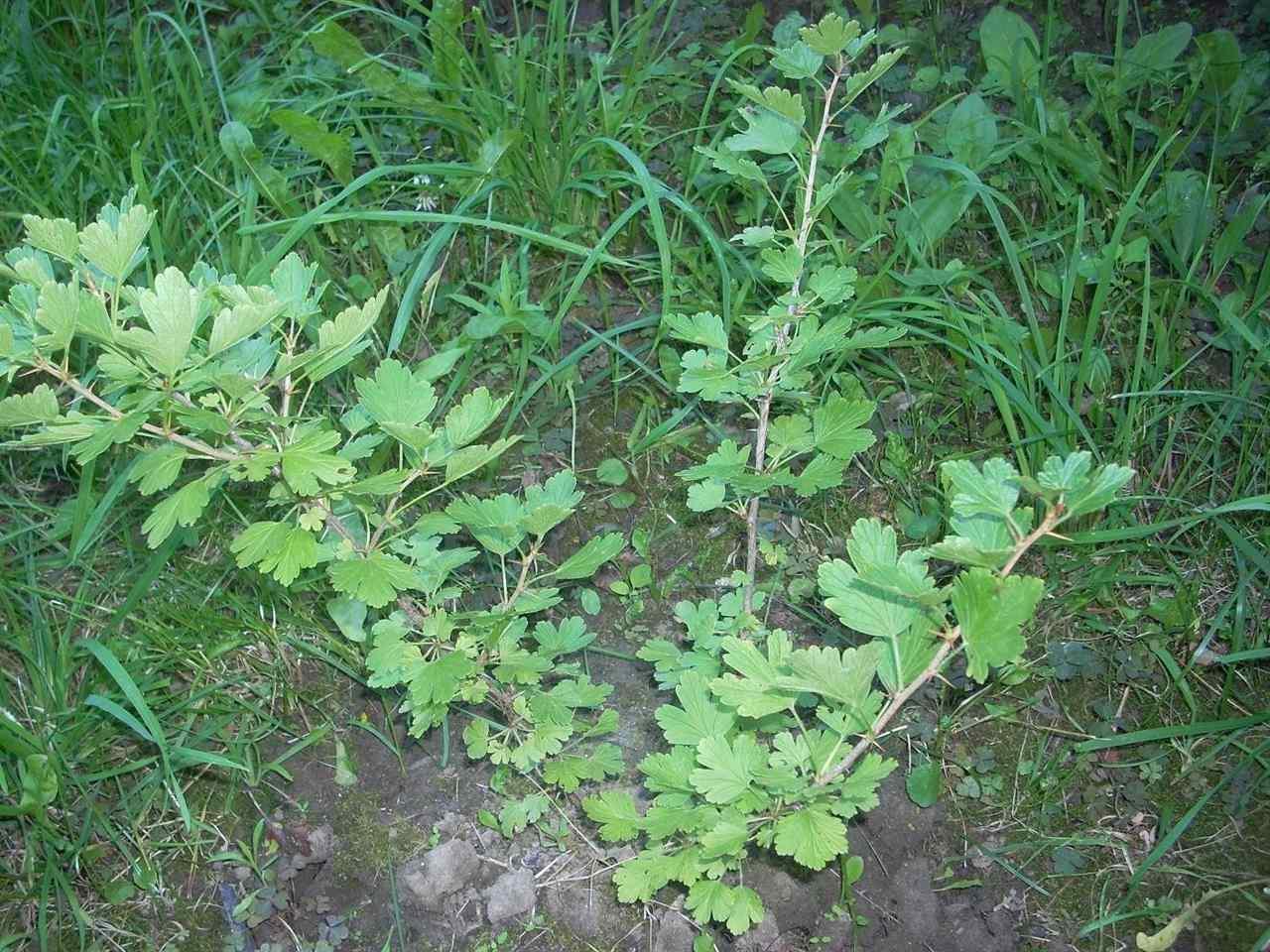 Crveni-ogrozd