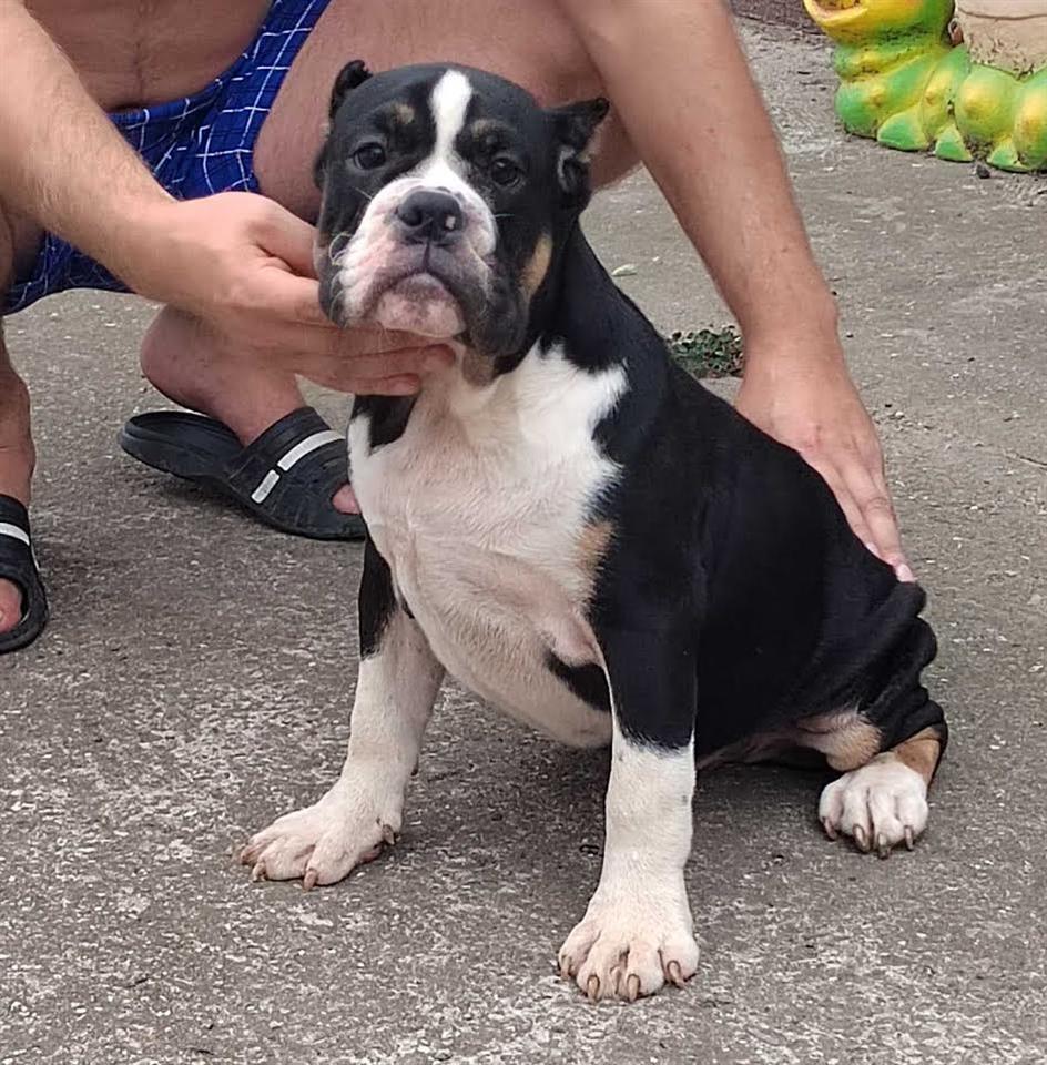 American-Bully----