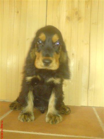 Koker-Spanijel-stene