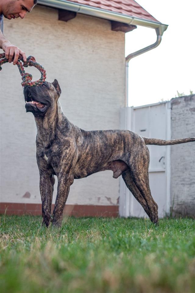 Presa-Kanario
